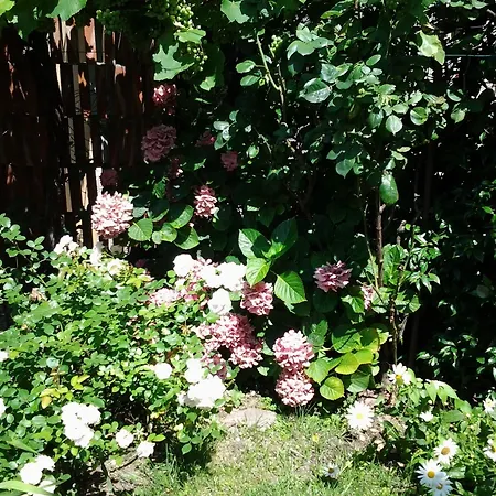 Appartement Casa Mario Lupo - And